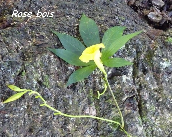 Rose de bois, Merremia tuberosa, Trace du Prince