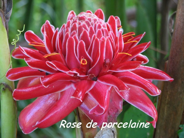 rose porcelaine, L