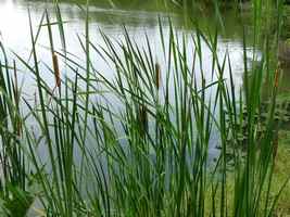 Massette, Typha domingensis, Etang , Grande Anse , Deshaies