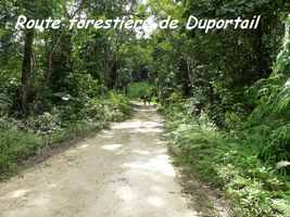 Route forestière , Contrebandiers, Guadeloupe