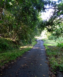route forestière Duclos rivière bras david Guadeloupe