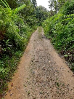 route forestière moreau guadeloupe