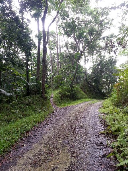route forestière de Muraille, Ste Rose, Guadeloupe