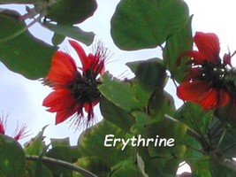 Erythrine arbre guadeloupe