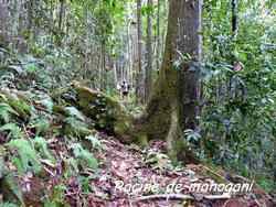 arbre, balade, dos d`ane, basse terre, guadeloupe, antilles