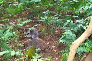 racoon, Procyon minor , mammifère foret tropicale humide antilles