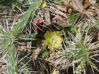 balade ilet cabrit, les saintes, cactus, foret seche, guadeloupe