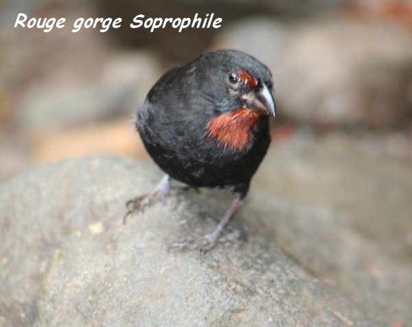 foret seche oiseau L