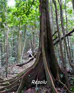 arbre, balade, dos d`ane, basse terre, guadeloupe, antilles