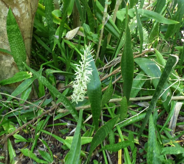 Sanseveria hyacintdes, oreille à bourrique, moule bois baron, guadeloupe