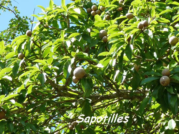 sapotilles, arbre, maisoncelle, grande terre, guadeloupe