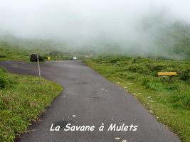 savane à mulets, soufrière , guadeloupe