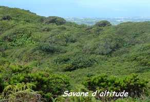 savane d`altitude, soufrière, guadeloupe