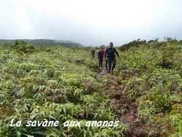 savane ananas, Trace V Hugues, B Terre