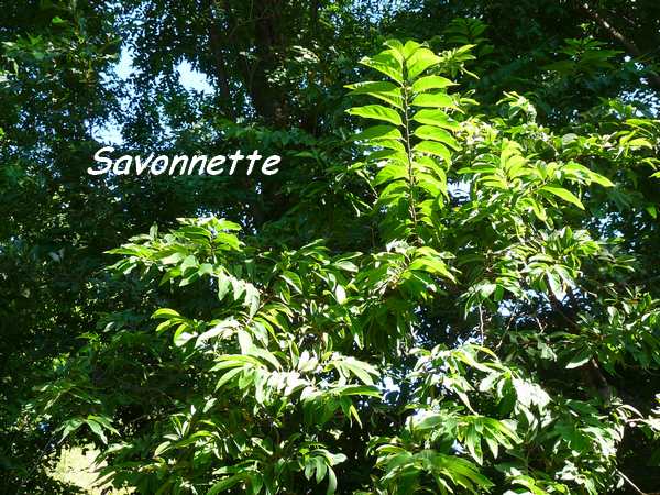 savonnette L