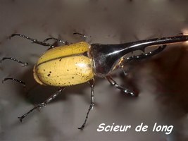 Scieur de long, Dynastes hercules, insecte, Guadeloupe