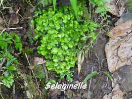 Selaginella rotundifolia, Papaye