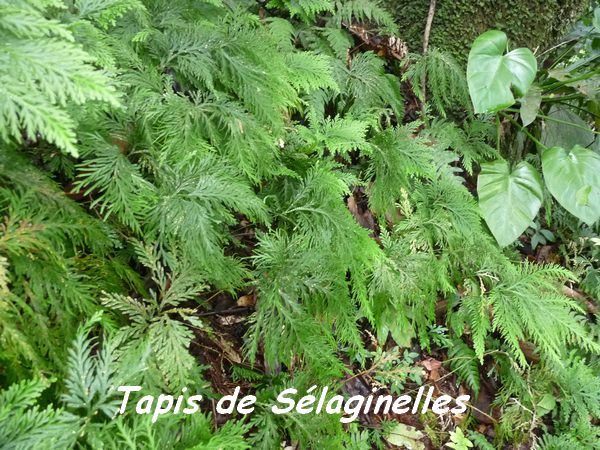 Selaginella flabellata, sélaginelles, Piton de Bouillante