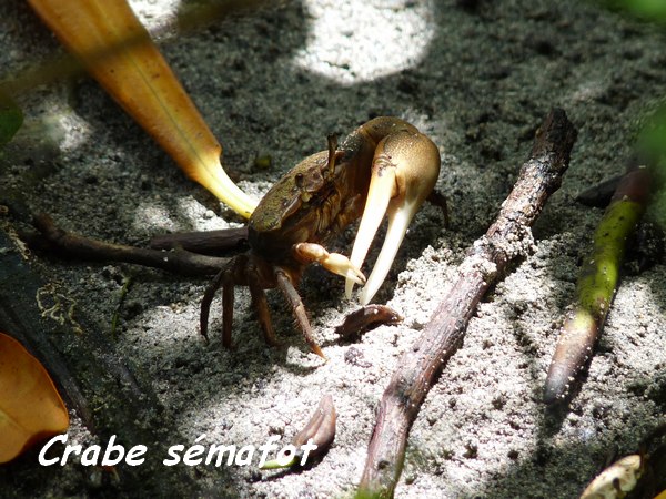 crabe semafot, petit havre