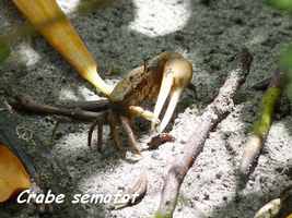 Crabe sémafot, Uca rapax, Petit Havre