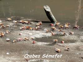 Crabes sémafot, Uca rapax, Petit Havre