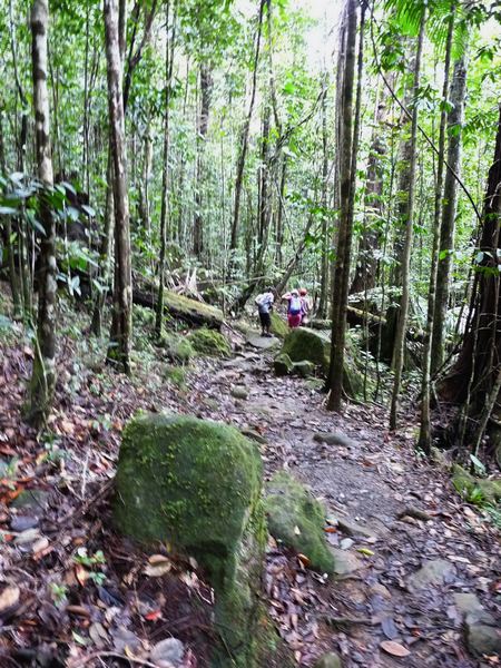 sentier, forêt, trois cornes, nord basse terre, guadeloupe