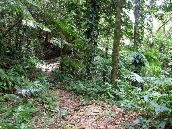 sentier, Bains chauds du Matouba, Papaye L