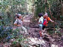 sentier boisé, tour du houelmont, basse terre, guadeloupe