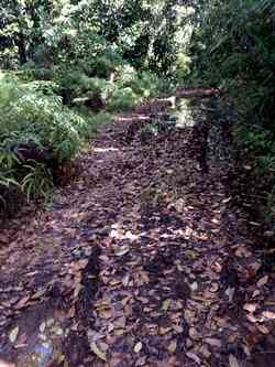 sentier boueux tambour petit bourg guadeloupe