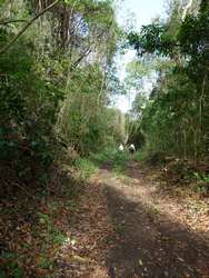 sentier début, morne cadet, gourbeyre