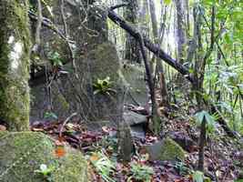 sentier et rochers, morne cadet, gourbeyre