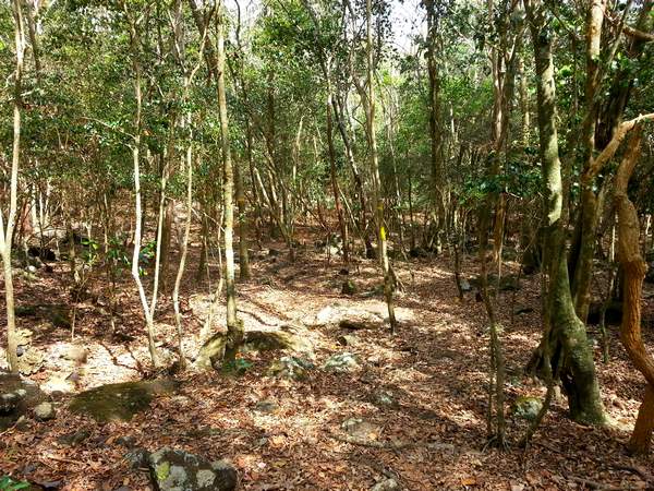 sentier forêt, trace jaune, terre de bas, Guadeloupe