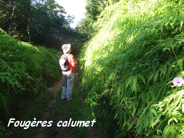 sentier fougères, tete allegre, basse terre nord, guadeloupe