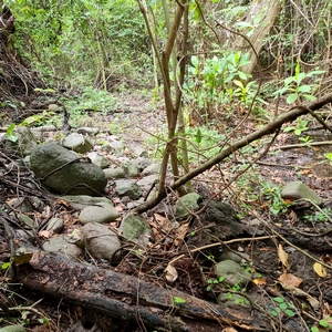 sentier impraticable Guadeloupe Mamalier