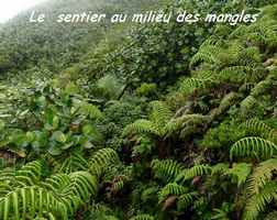 sentier de mangles, soufrière, guadeloupe