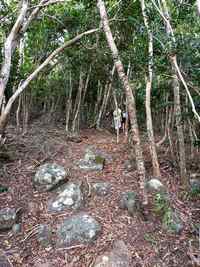 sentier trace bleue Terre de Bas Guadeloupe