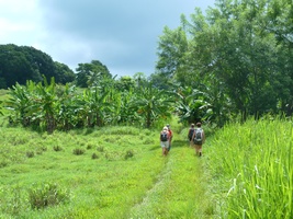 sentier pte bacchus Guadeloupe