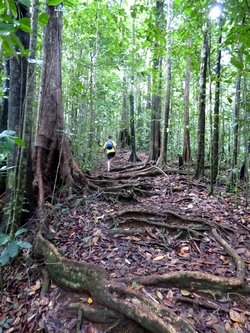 sentier bois canyon moustique guadeloupe