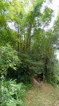 sentier retour, rivière quiock, route mamelles, guadeloupe