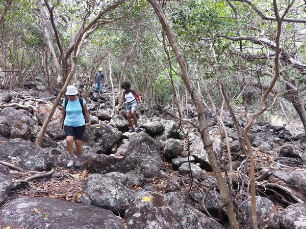 sentier rocailles, trace jaune, terre de bas, Guadeloupe