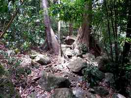 sentier rocailleux, tour du houelmont, basse terre, gaudeloupe