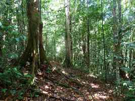 sentier, sarde, capesterre