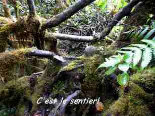 sentier dans les mangles, nez cassé, basse terre, guadeloupe