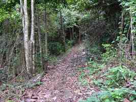 sentier, Tillet, Ste Rose, basse terre, guadeloupe