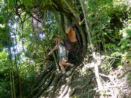 sentier, veux fort, Guadeloupe