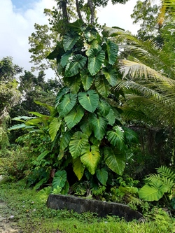 siguine la rose Guadeloupe