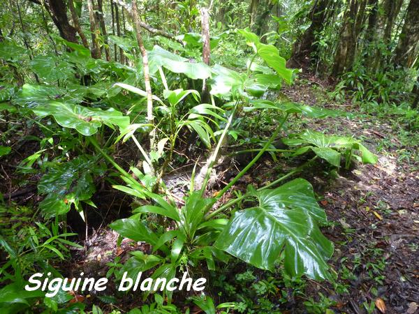 Philodendron giganteum, Siguine blanche, Piton de Bouillante