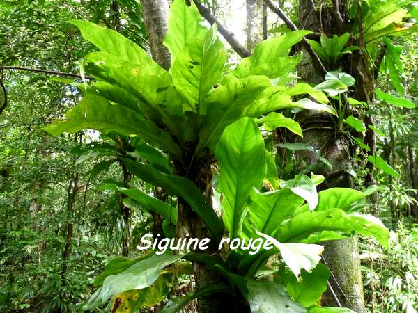 siguine rouge , nez cassé L