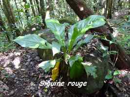 siguine rouge,Anthurium hookeri, morne cadet, gourbeyre