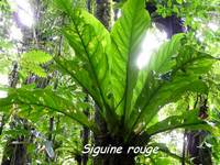 siguine rouge, épiphyte, madeleine, basse terre sud, guadeloupe